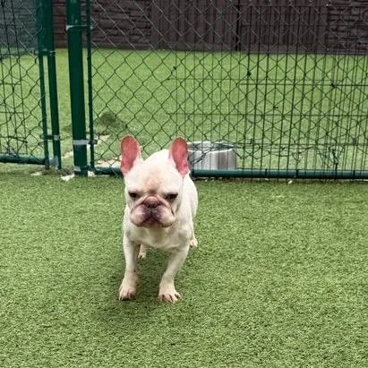 Peanut