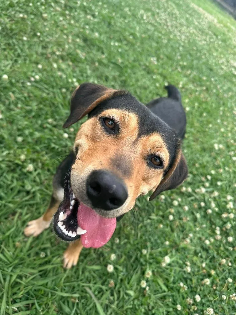 A young medium-sized female Mixed Breed dog named Hershey Kiss for adoption in Fond Du Lac, WI