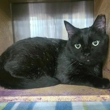 A young medium-sized male Black Domestic Short Hair cat named Pringles for adoption in Warr Acres, OK