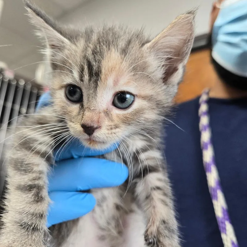 A baby small-sized female Black Domestic Short Hair cat named Beanie for adoption in Newark, NJ