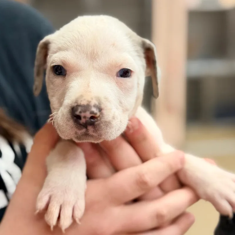 A baby medium-sized male White / Cream Catahoula Leopard Dog dog named Mcnugget for adoption in Columbus, GA