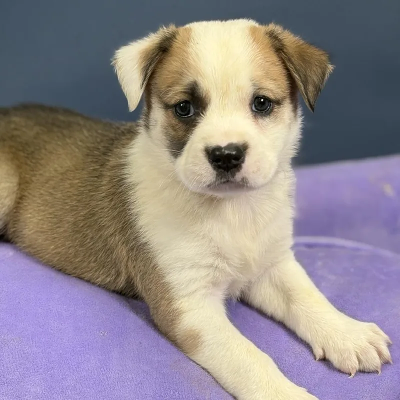 A baby medium-sized male Australian Shepherd dog named Einstein for adoption in Hughesville, MD