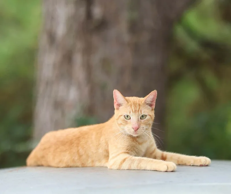 A young medium-sized male Domestic Short Hair cat named Sunkist for adoption in Lucedale, MS