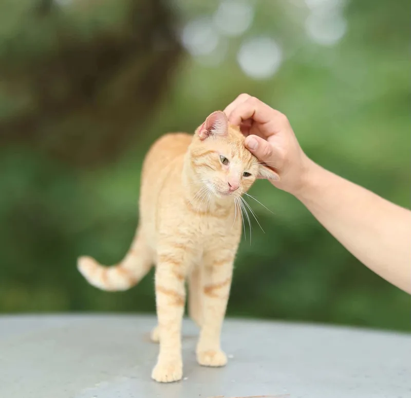 Sunkist thumbnail 2