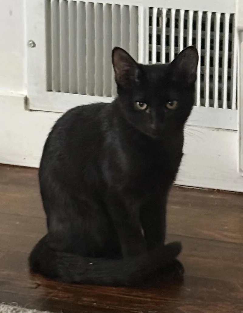 A baby small-sized female Black Domestic Short Hair cat named Piper for adoption in Highland, IN