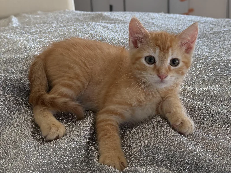 A baby medium-sized male Tabby (Orange / Red) Tabby cat named Sparky for adoption in Oakley, CA