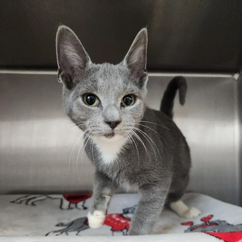 A baby small-sized male Gray / Blue / Silver Domestic Short Hair cat named Noodle for adoption in Fort Wayne, IN