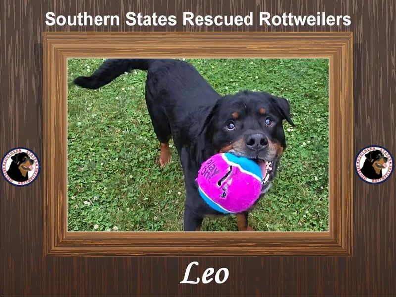 Leo thumbnail 6