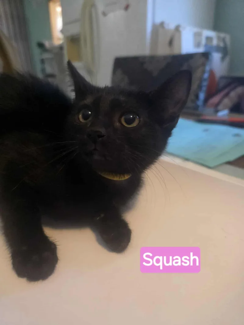 Squash thumbnail 2