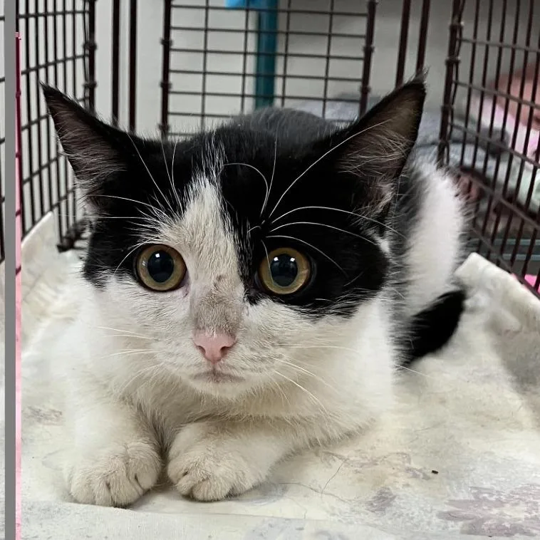 A baby small-sized female Domestic Short Hair cat named Freya for adoption in Las Cruces, NM