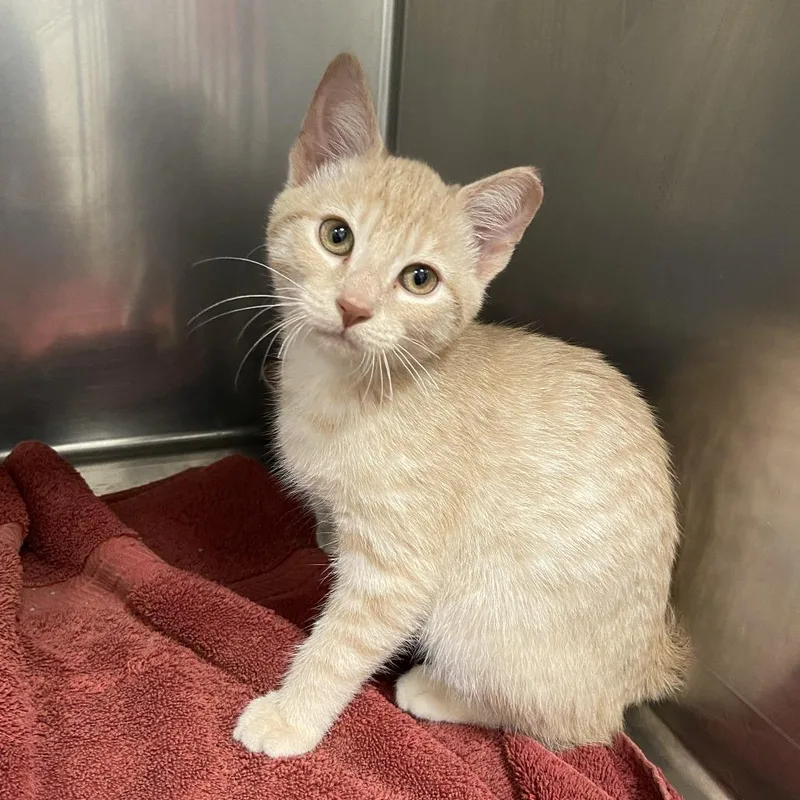 A baby small-sized male Buff / Tan / Fawn Domestic Short Hair cat named Blinky for adoption in Washington Township, OH