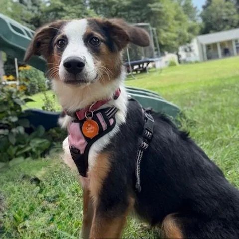 An adult medium-sized female Black Australian Shepherd dog named Ping Ping for adoption in Normal, IL