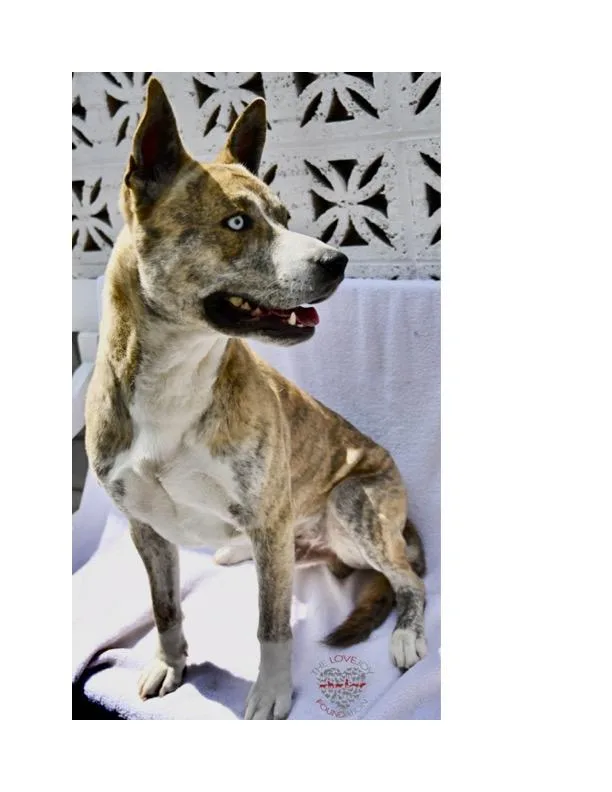 Hercules thumbnail 5