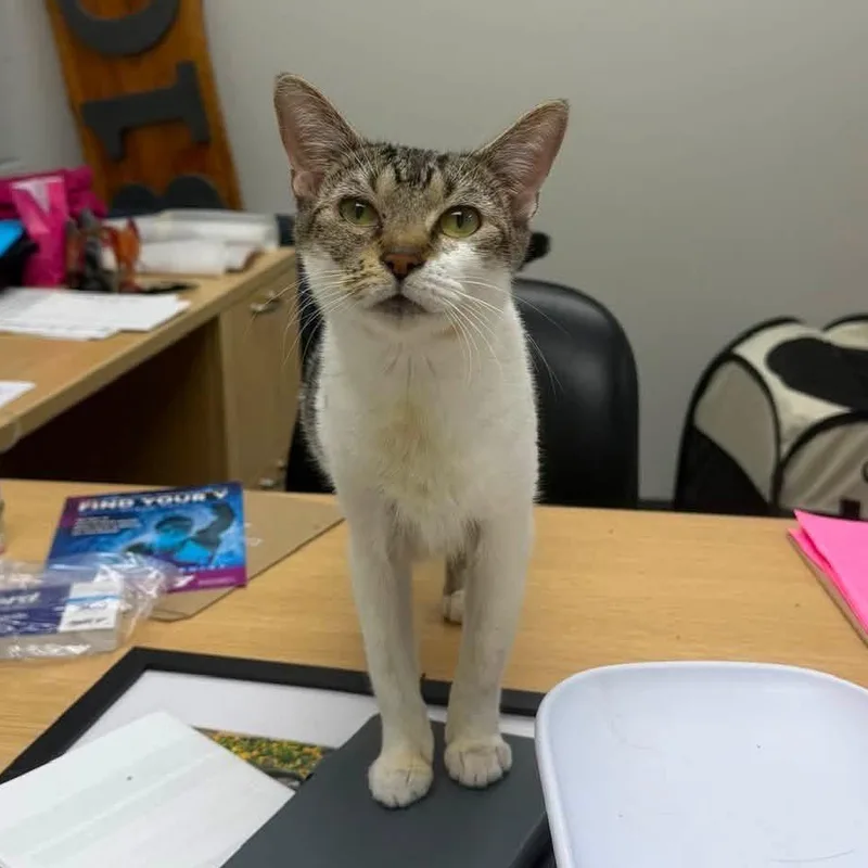 An adult medium-sized female Tabby (Buff / Tan / Fawn) Domestic Short Hair cat named Lemon Loaf for adoption in Evanston, IL