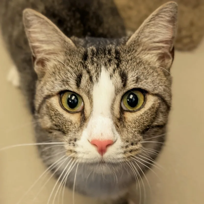 An adult medium-sized male Tabby (Brown / Chocolate) Domestic Short Hair cat named Hardy Reduced Fee for adoption in Jefferson, WI