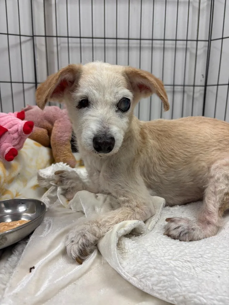 A senior small-sized female Terrier dog named Lucy for adoption in Los Angeles, CA