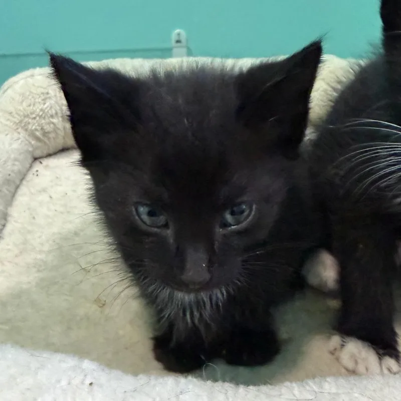 A baby small-sized male Black Domestic Short Hair cat named Braves for adoption in Marion, VA
