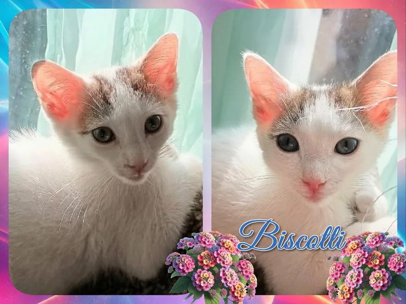 A baby medium-sized male White Domestic Short Hair cat named Biscotti for adoption in Corinth, NY