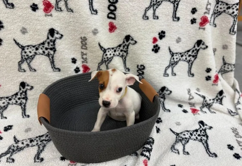 A baby small-sized female Afghan Hound dog named Idabe Yellow collar for adoption in Syracuse, IN