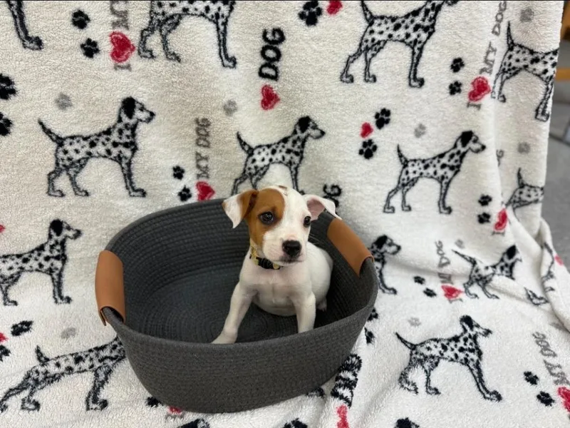 Idabe Yellow collar thumbnail 2