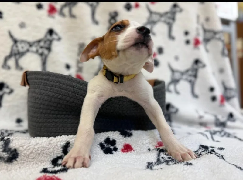 Idabe Yellow collar thumbnail 3