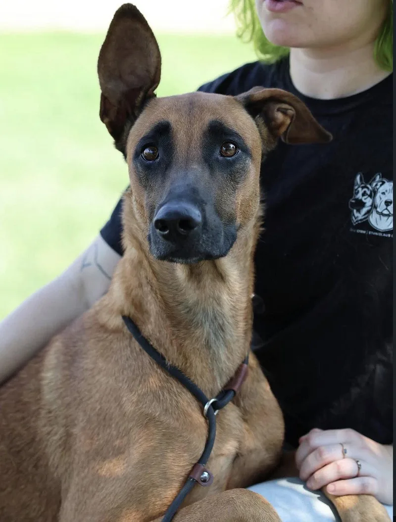 An adult large-sized female Belgian Shepherd / Malinois dog named Mabel for adoption in Bothell, WA