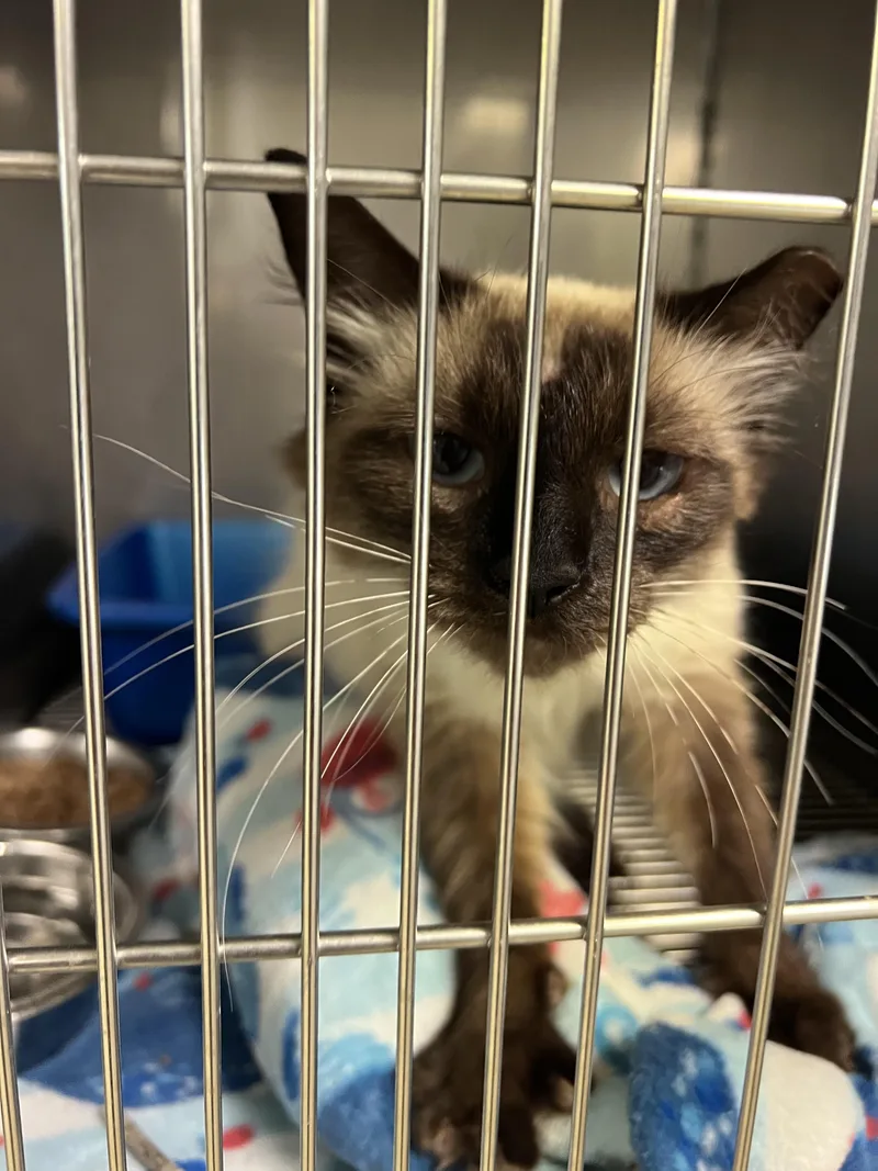 A young medium-sized female Seal Point Siamese cat named Elsie for adoption in Sparta, NC