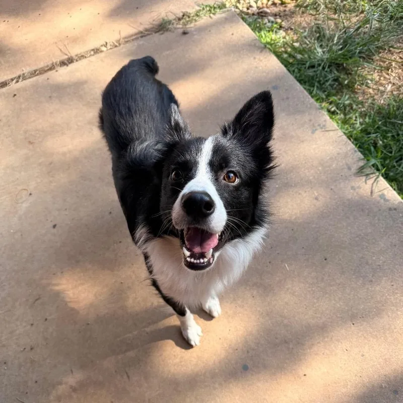 An adult medium-sized male Black Border Collie dog named Rockie for adoption in The Woodlands, TX