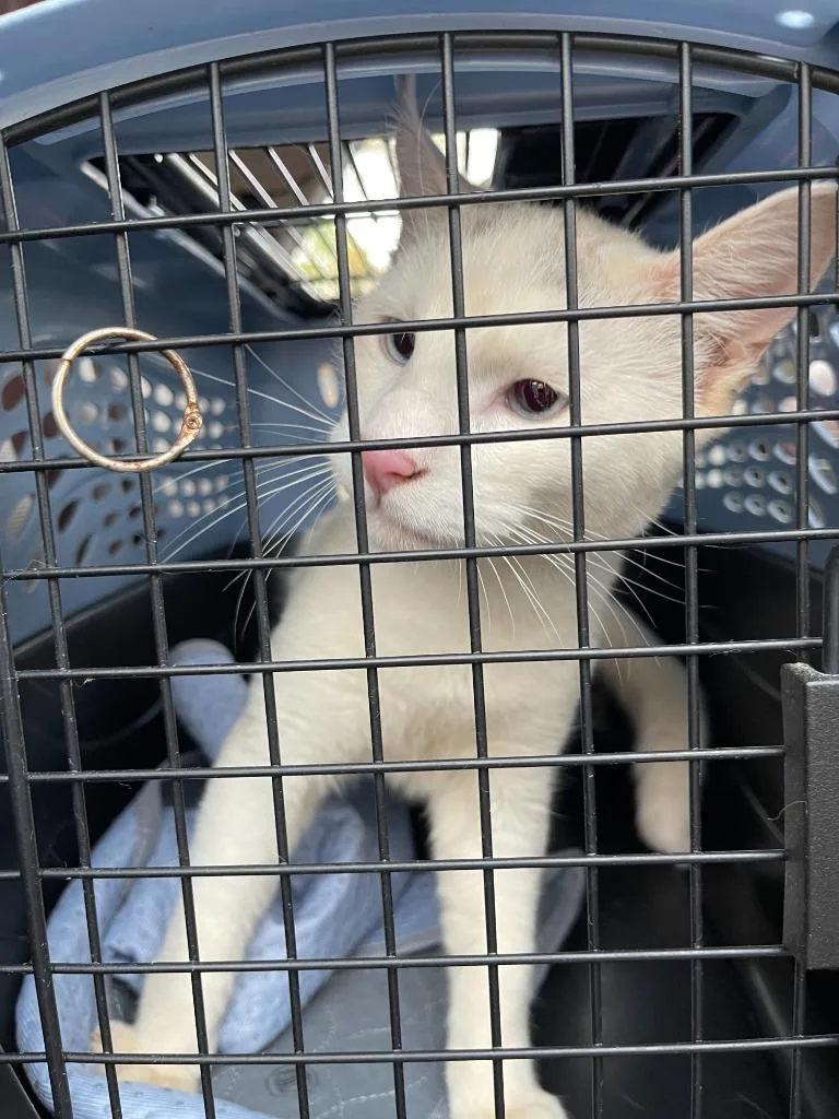 A baby medium-sized male Domestic Short Hair cat named Guapo for adoption in Rome, GA