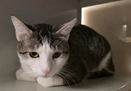 An adult small-sized male Domestic Short Hair cat named Mee Mao for adoption in Phoenix, AZ