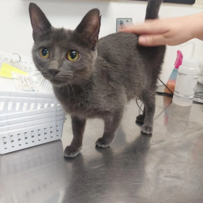 An adult medium-sized female Gray / Blue / Silver Domestic Short Hair cat named Ariel for adoption in Ashtabula, OH