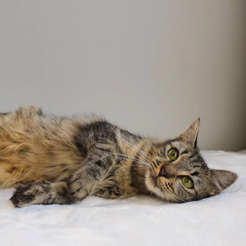 An adult medium-sized female Tabby (Brown / Chocolate) Tabby cat named Natalia for adoption in Wayne, NJ