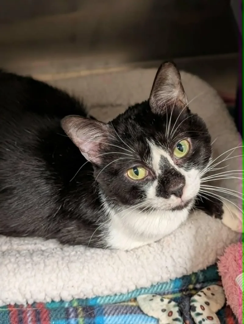An adult medium-sized male Black & White / Tuxedo Domestic Short Hair cat named Ramen for adoption in Chambersburg, PA