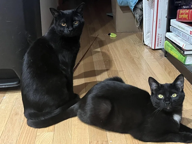 A young medium-sized female Black Domestic Short Hair cat named Bari And Gigi for adoption in Somerville, MA