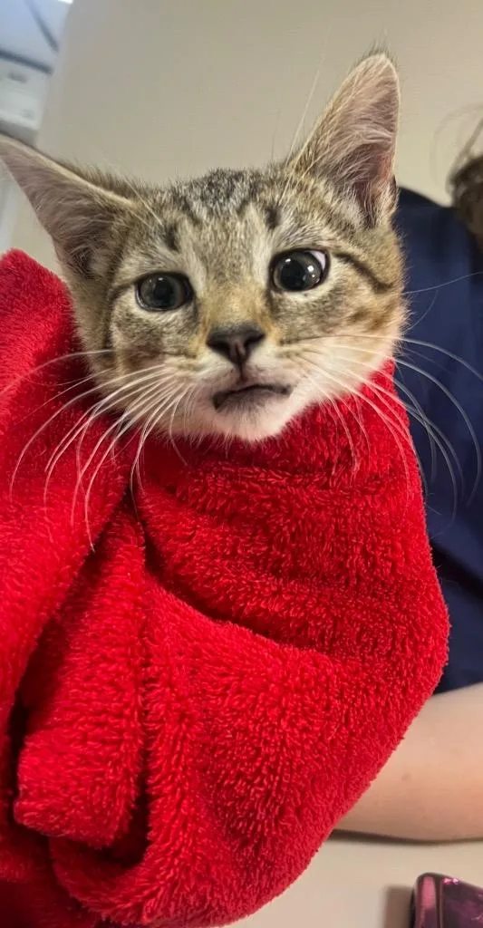 A baby small-sized male Domestic Short Hair cat named Sammy for adoption in New Manchester, WV