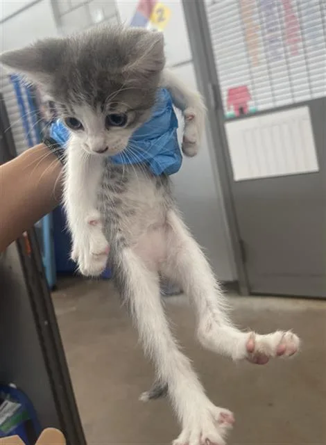 A baby medium-sized male Domestic Short Hair cat named Pogo for adoption in Dallas, TX