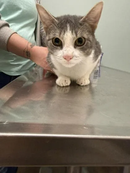 A young small-sized female Gray & White Domestic Short Hair cat named Pearls for adoption in Annapolis, MD