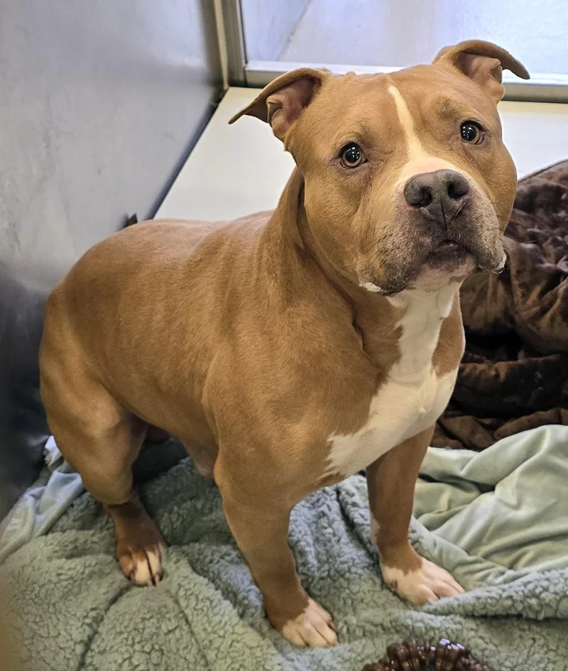An adult large-sized male Yellow / Tan / Blond / Fawn Pit Bull Terrier dog named Ace for adoption in Amityville, NY