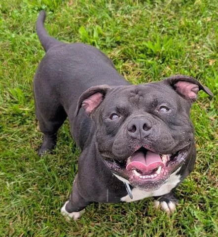 A young medium-sized male Pit Bull Terrier dog named Zilla for adoption in Akron, OH