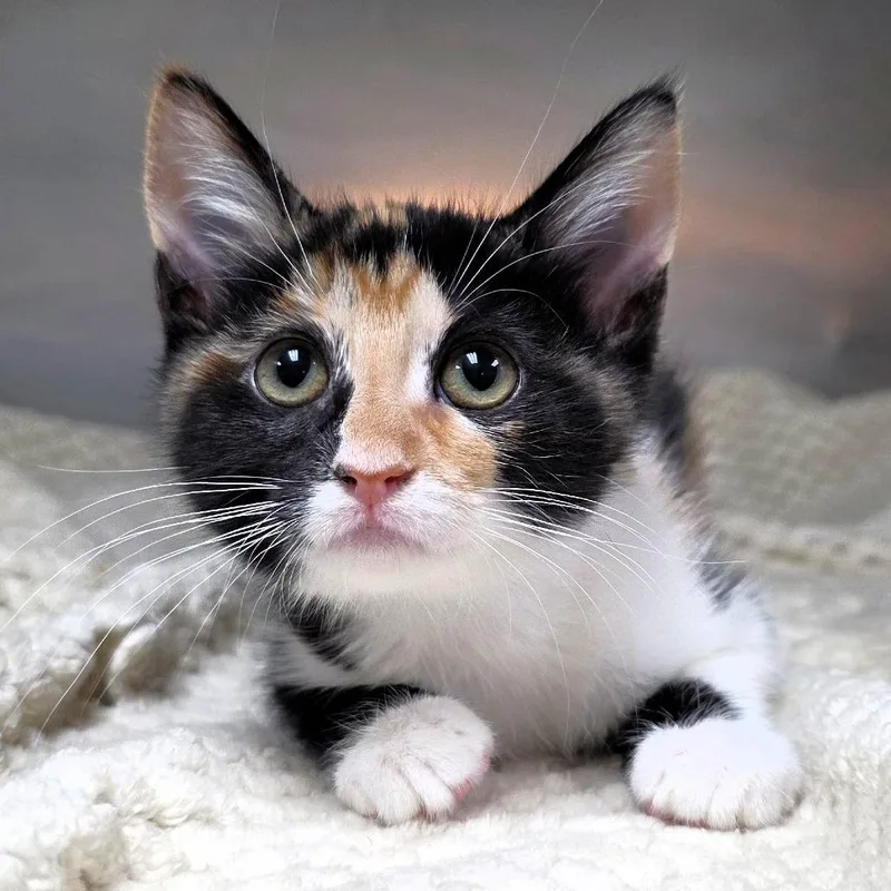 A baby small-sized female Domestic Short Hair cat named Rook for adoption in Michigan City, IN