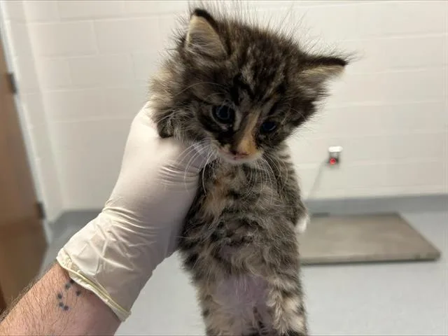 A baby small-sized female Domestic Long Hair cat named A for adoption in Ocala, FL