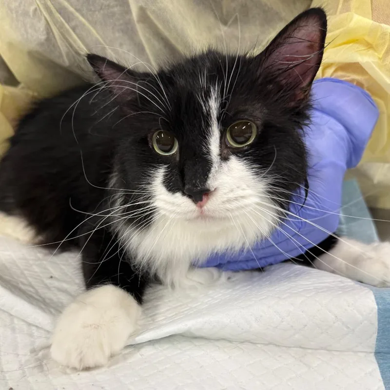 An adult medium-sized female Black Domestic Long Hair cat named Penelope for adoption in Salt Lake City, UT