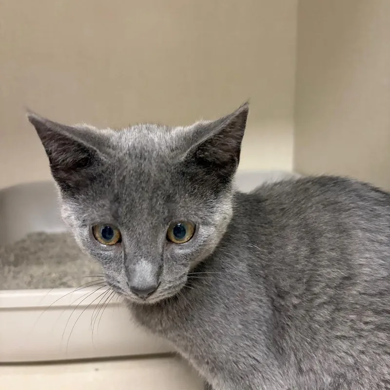 A baby small-sized female Gray / Blue / Silver Domestic Short Hair cat named Patty for adoption in Mentor, OH