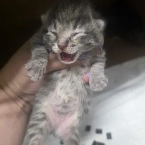 A baby small-sized female Tabby (Gray / Blue / Silver) Domestic Short Hair cat named Violet for adoption in Burlington, IA