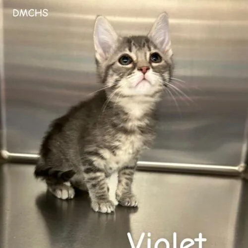 Violet thumbnail 2