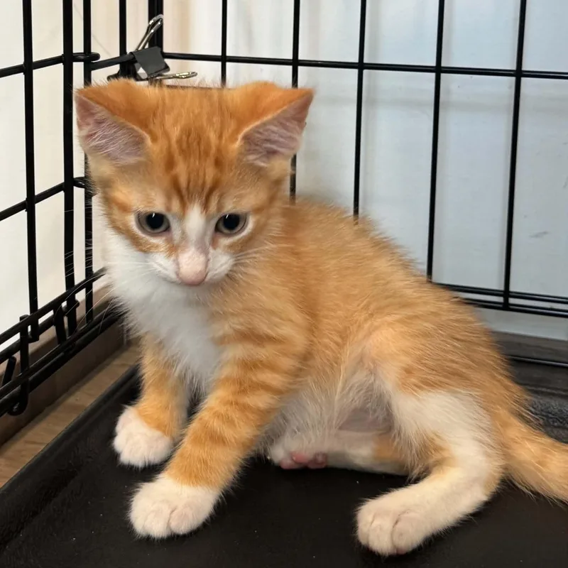 A baby small-sized male American Shorthair cat named Gideon for adoption in Danbury, CT