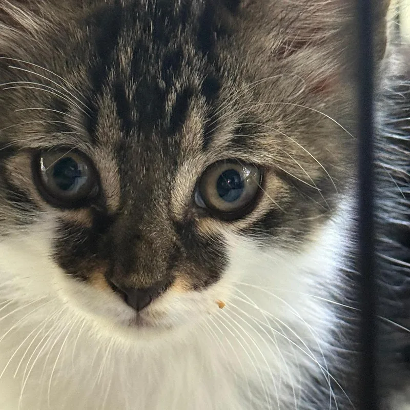 A baby small-sized male Brown / Chocolate Domestic Medium Hair cat named Novak for adoption in Lauderhill, FL