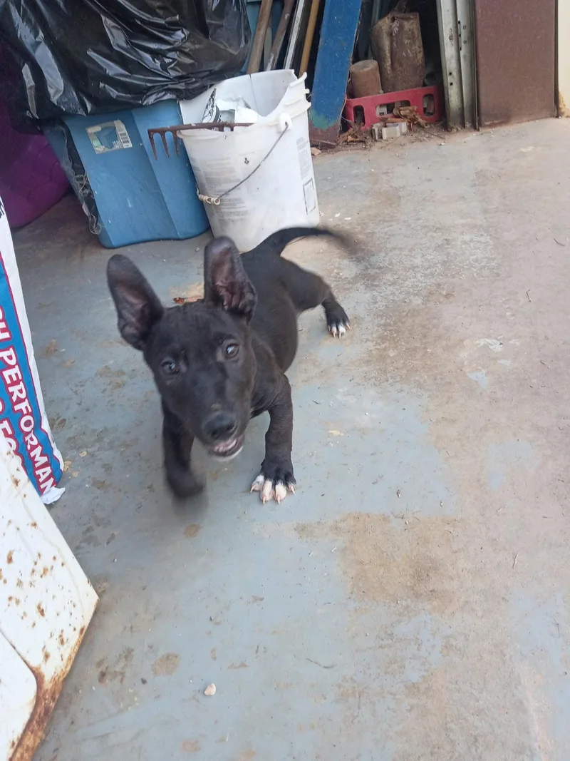 A baby small-sized female American Staffordshire Terrier dog named Pixie for adoption in Welling, OK