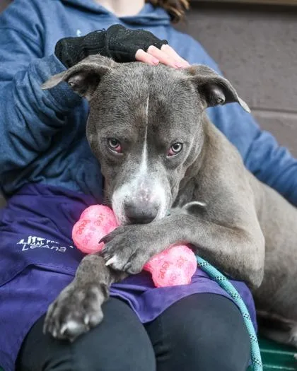 An adult large-sized male Mixed Breed dog named Rogu for adoption in Chamblee, GA