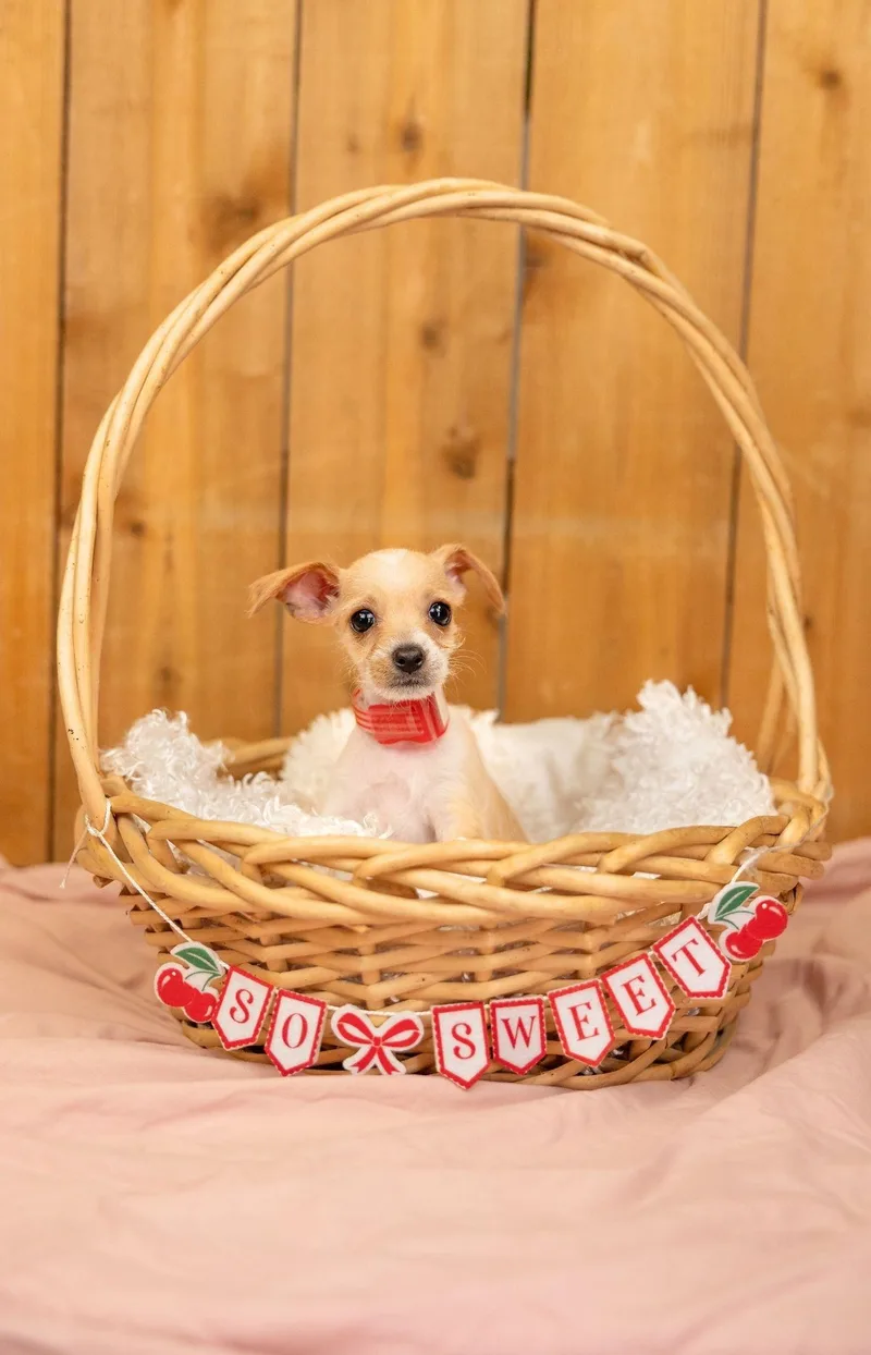 A baby small-sized female Terrier dog named 565-26 for adoption in Brighton, CO
